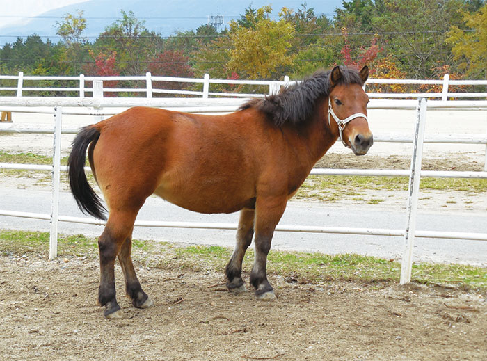 花馬祭りの主役・木曽馬