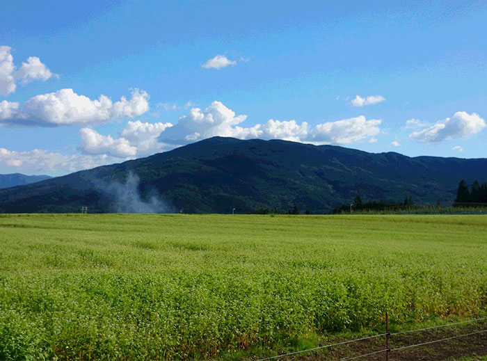そば畑と高峰山